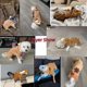 thumbnail image 3 of Pijamas para perros de Halloween para perros pequeños, niños, niñas, pijamas de lana para cachorros, pijamas de 4 patas, ropa para perros para chihuahua, yorkie, monos cálidos de invierno, mono, ropa, 3 of 5