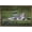 Bronze Framed Version, variant on The Comedy Wildlife Photography Awards: Delphine Casimir - The Rainforest Dandy Wall Poster, 22.375" x 34"
