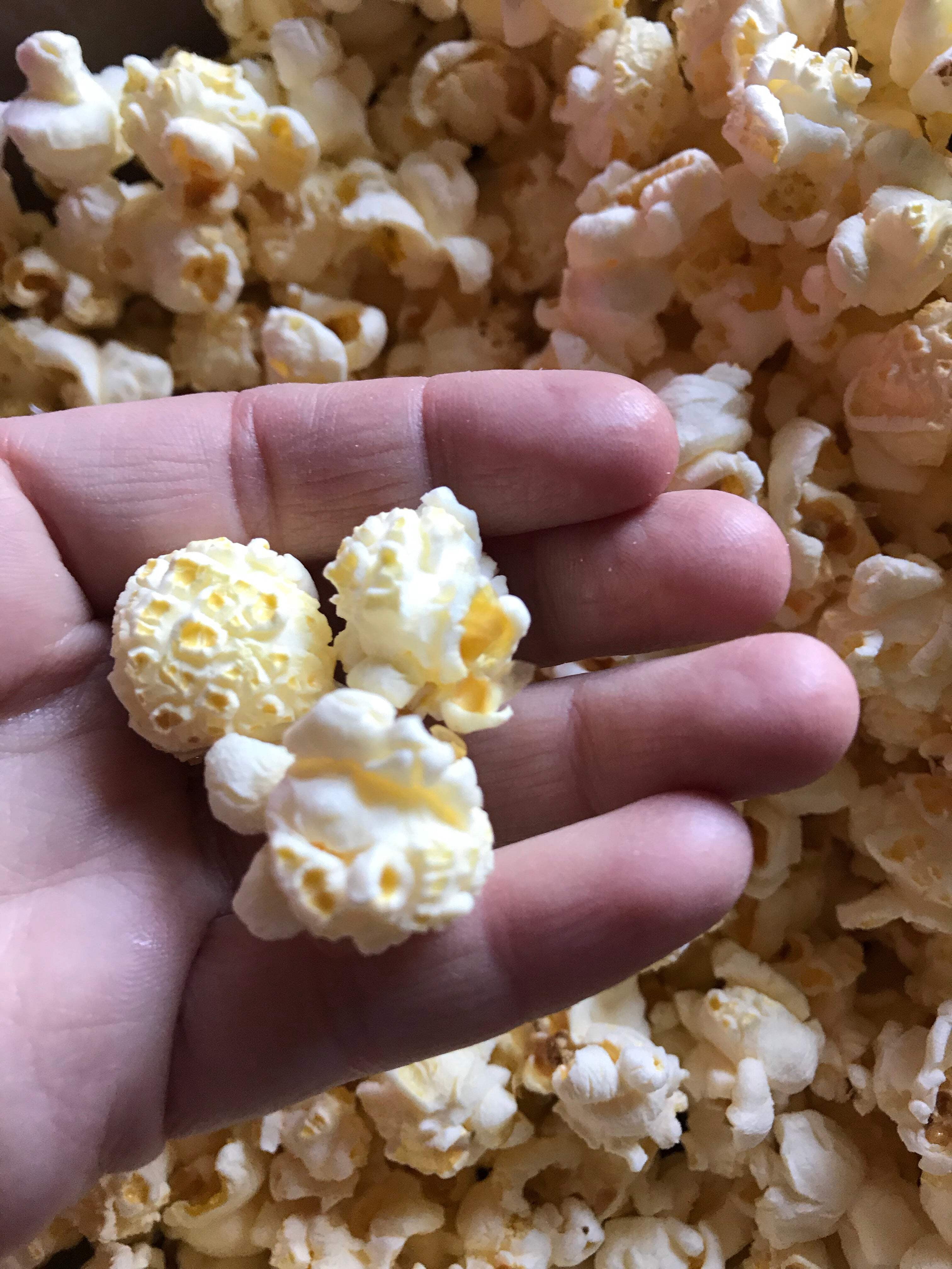 Mushroom Popcorn, 50 lb bag: Farm Fresh, Non-GMO Free Day Popcorn Kernels | Small Farm. Big Flavor