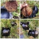 thumbnail image 2 of Dispositivo de enraizamiento de plantas de 5 piezas de 5 cm, caja de propagación de plantas de crecimiento reutilizable Layeri, 2 of 5