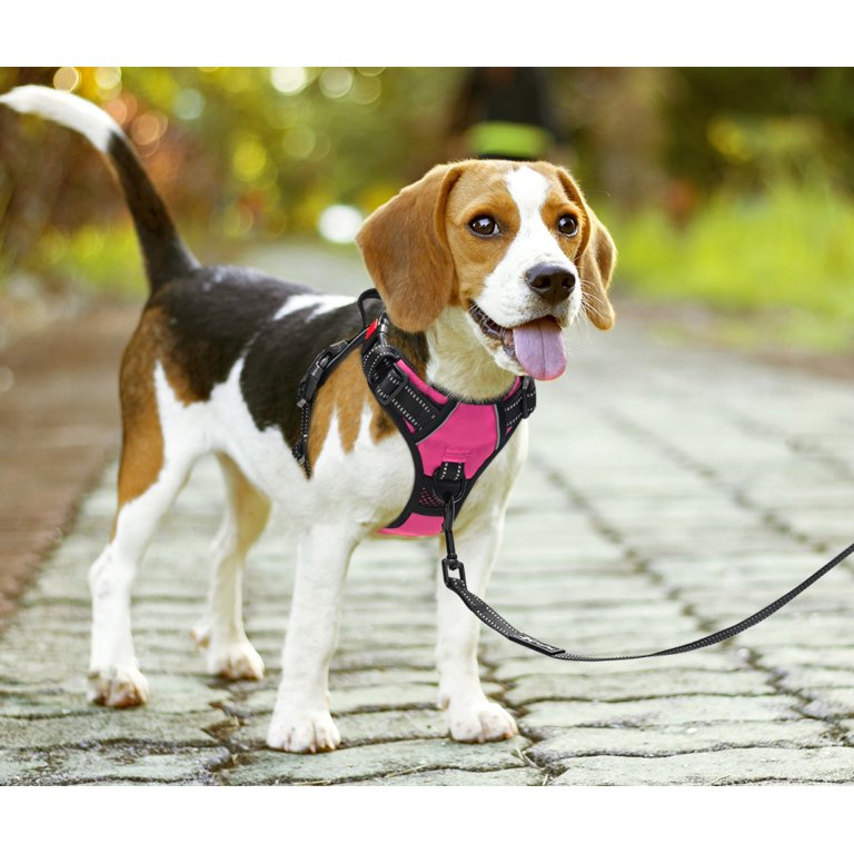 Harnais pour chien réglable No Pull Cute Cat Soft Walking Leash Set Pet  Dogs Harnesses Vest Chihuahua Beagle pour petits chiens moyens