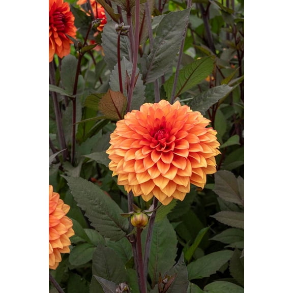 Statue of Orange Dahlia - Dinnerplate Fimbriata Flower - #1 Size Root Clump