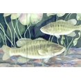 thumbnail image 1 of Tile Mural Bathroom Backsplash - Smallmouth Bass - by Paul Brent, 1 of 1