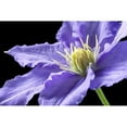 thumbnail image 3 of Veralli, Amalia Elena 24x17 Black Modern Framed Museum Art Print Titled - Purple Clematis, 3 of 5