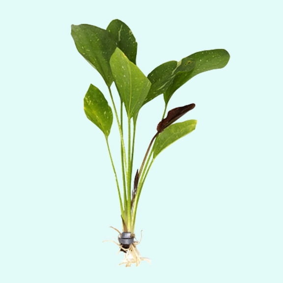 Rose Sparkle Sword (Echinodorus Sparkle) (Small 5-8 Inches) Live Aquarium Plants BUY 2 GET 1 FREE