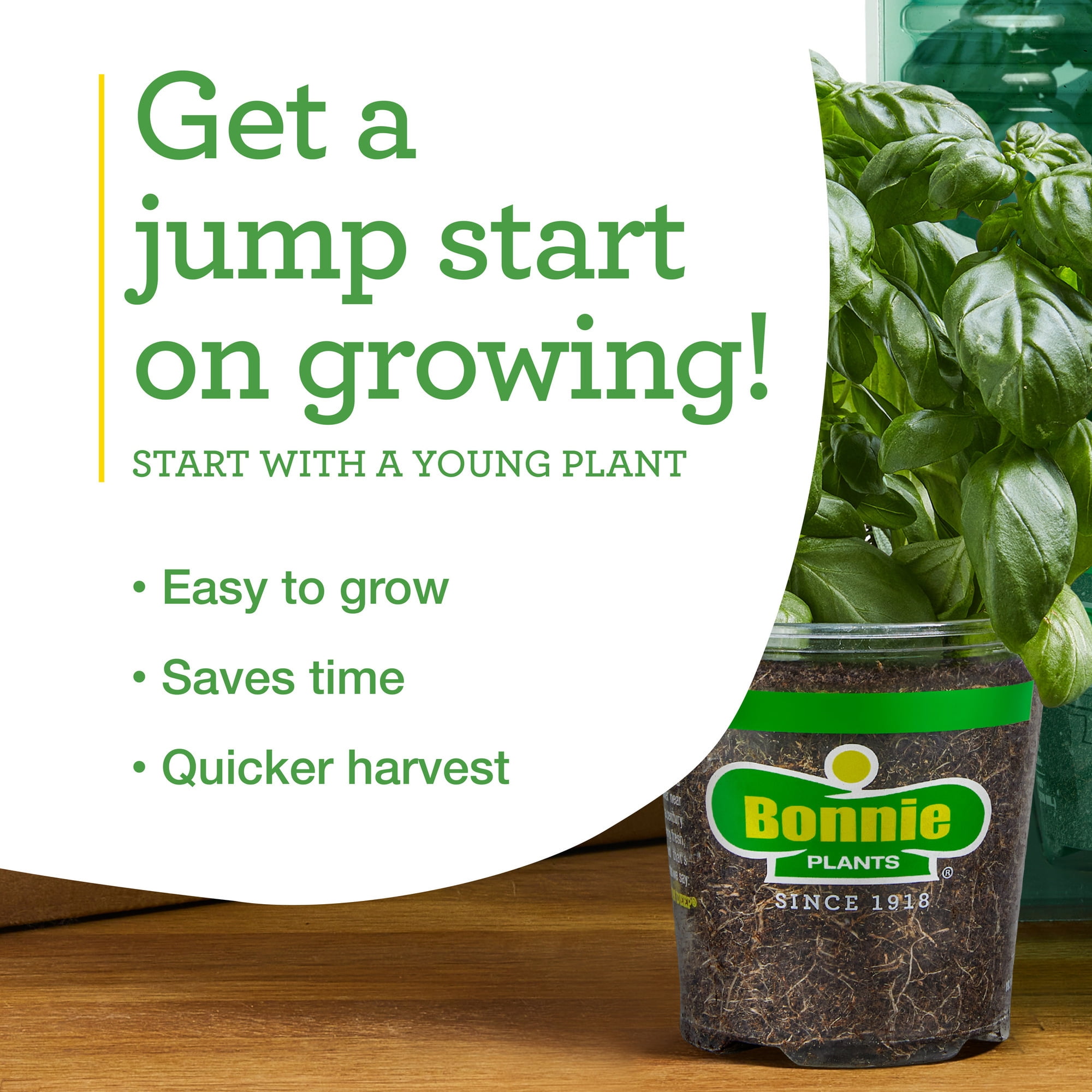 Bonnie Plants Curly Kale 19.3 oz. 4.5-inch
