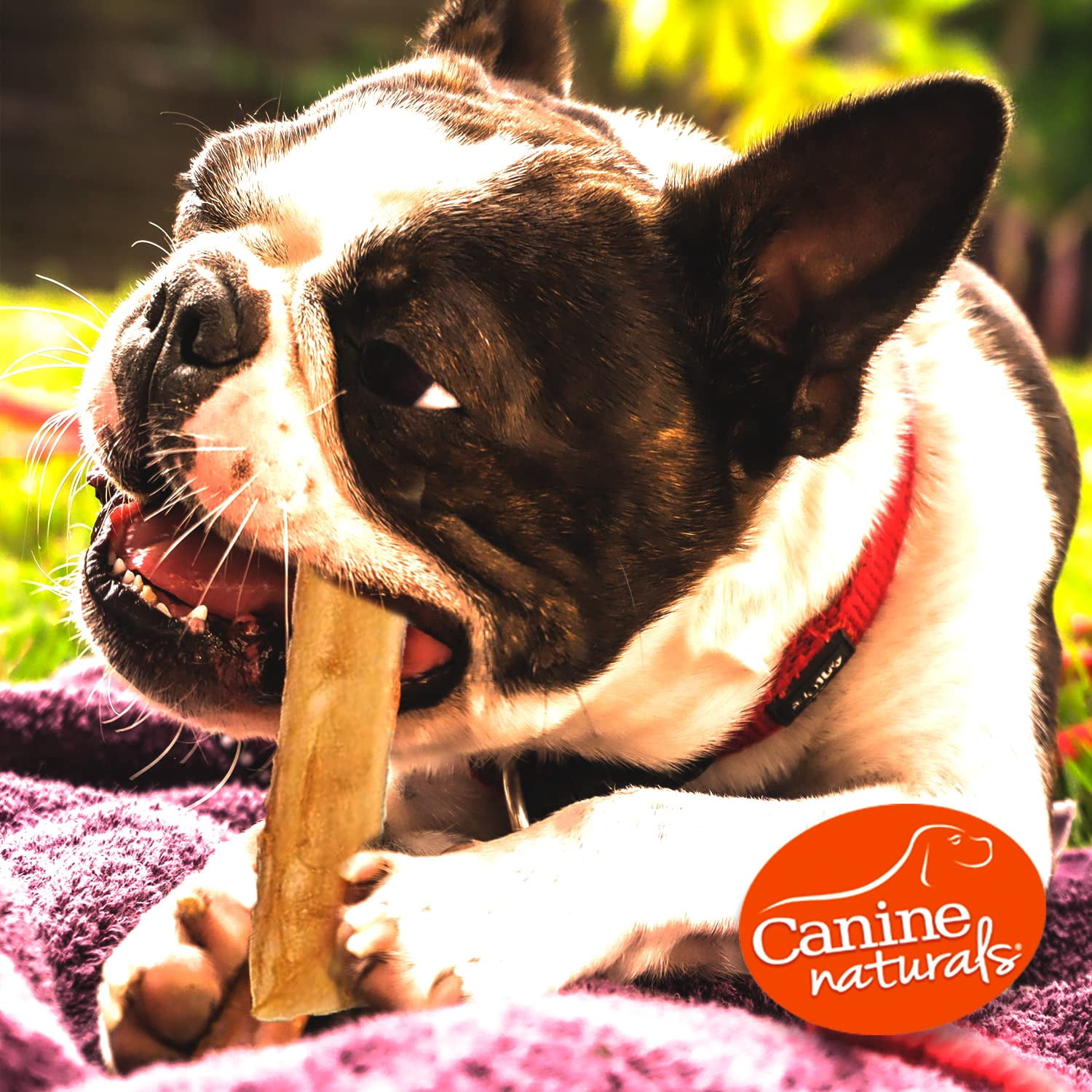 Canine Natural Hide Free 5" Beef Stick 40Pk