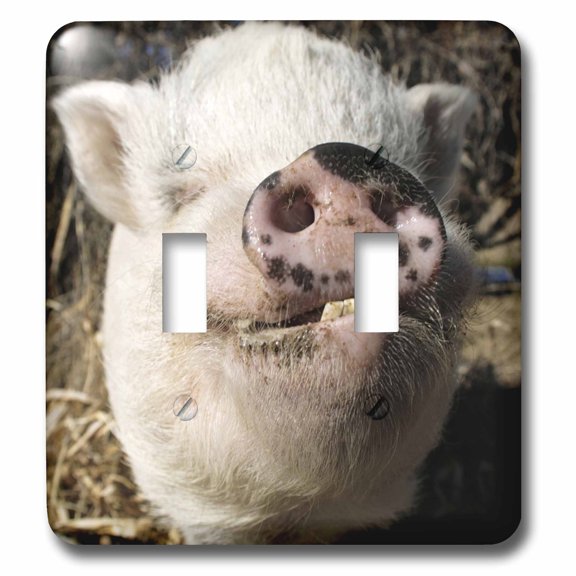 3dRose, Pet pot bellied pig, Farm animal, New Mexico - US32 JMR0497 - Julien McRoberts, double toggle switch