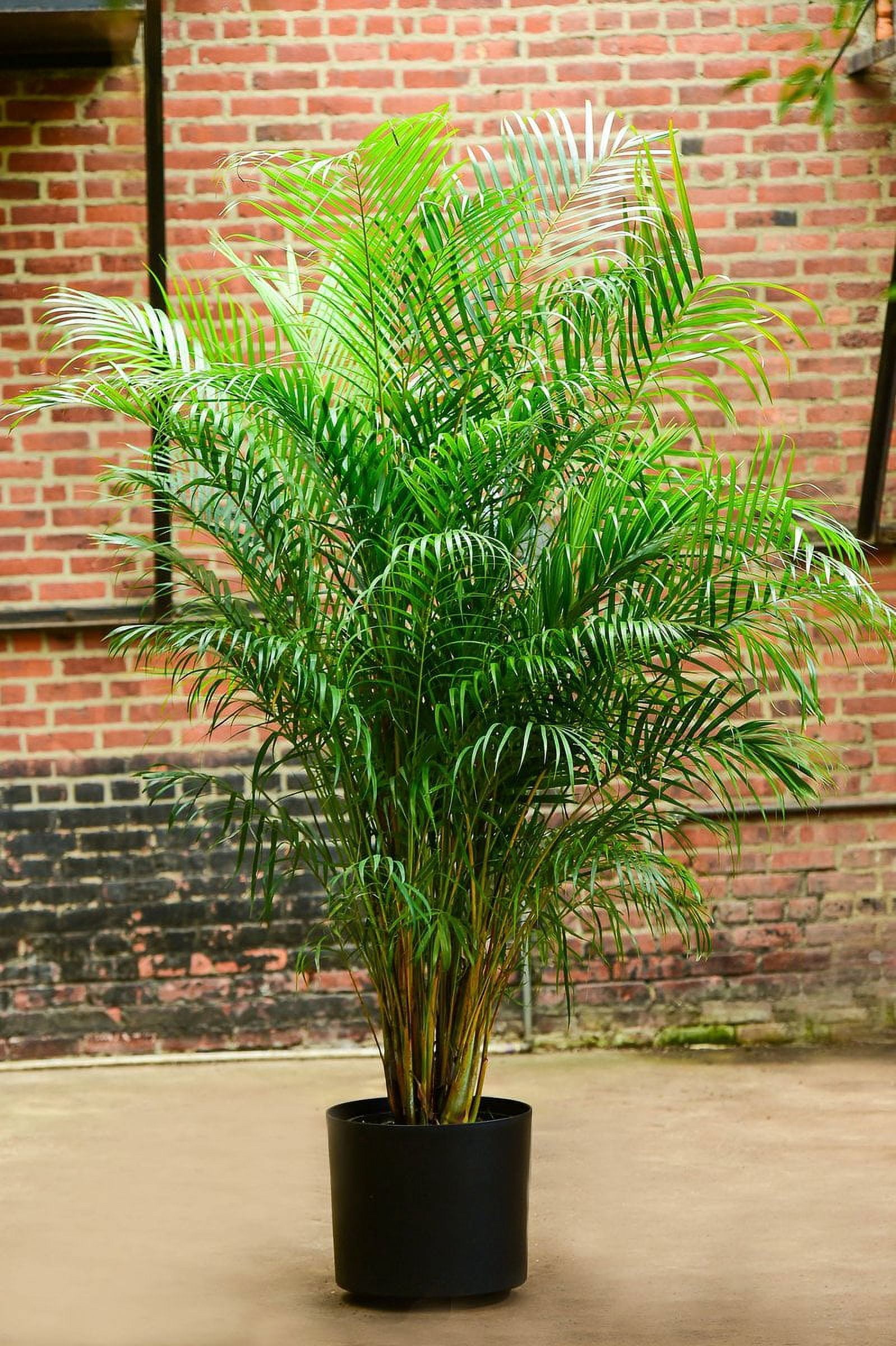Expert Garderner Live Outdoor plant 13.25g Palm Areca in Grower Pot