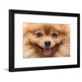 thumbnail image 1 of Puppy Pomeranian Dog Cute Pets in Home, CloseUp Image, Animals Framed Art Print Wall Art by Suti Stock Photo Sold by Art.Com, 1 of 2