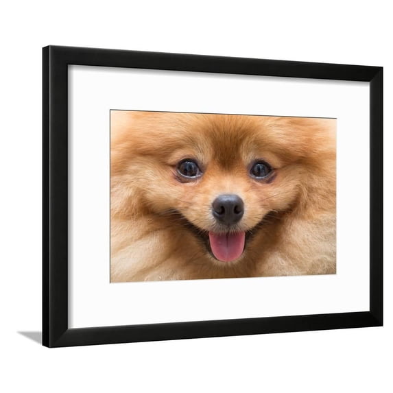 Puppy Pomeranian Dog Cute Pets in Home, CloseUp Image, Animals Framed Art Print Wall Art by Suti Stock Photo Sold by Art.Com