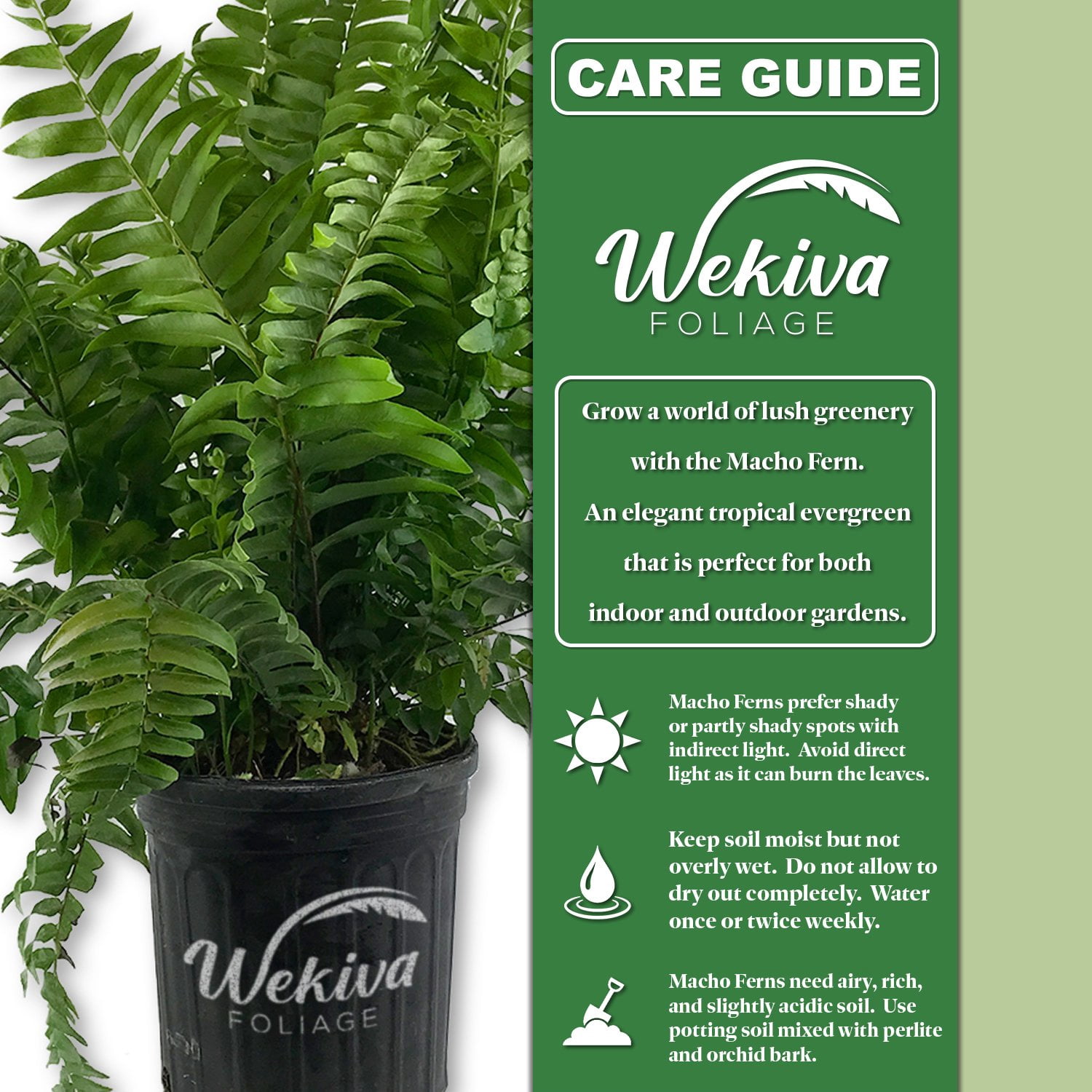 Macho Fern - 5 Live Plants in 6 Inch Pots - Nephrolepsis Biserrta 'Macho' - Florist Quality Ferns from Florida