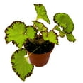 thumbnail image 4 of BubbleBlooms Harmony's Leprechaun's Kiss Begonia, Begonia Rex in 4 inch Pot, Spiral-Leaf Begonia, Variegated, Unique Homegrown Exclusive, 4 of 4