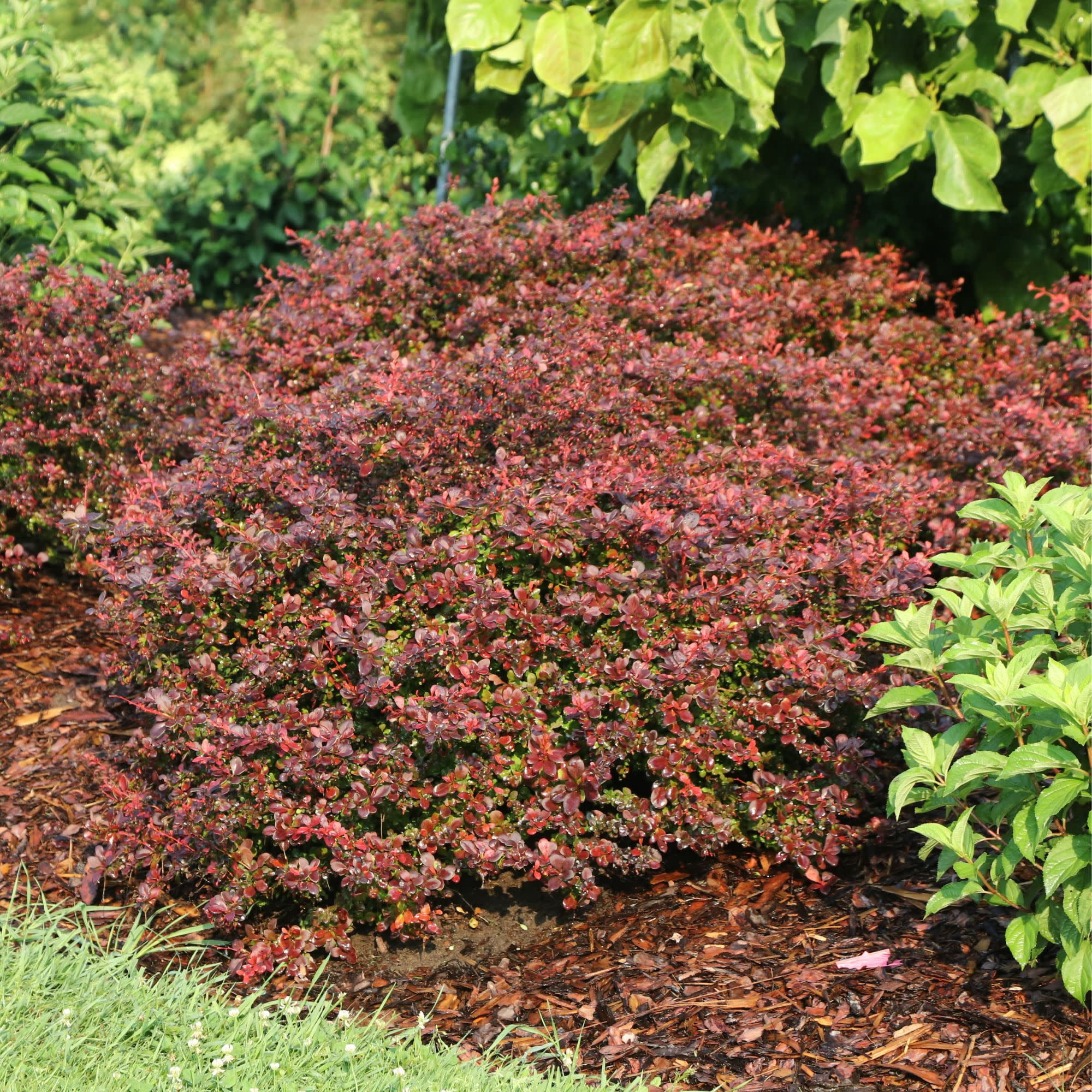 Proven Winners ColorChoice 5" Red Sunjoy Really Red Barberry Live Plant in 4.5" Pot (4 Count)