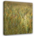 thumbnail image 1 of Scott Larson 28x34 Gallery Wrapped Canvas Wall Art Titled - Turning Grain II, 1 of 4