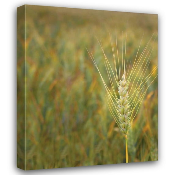 Scott Larson 28x34 Gallery Wrapped Canvas Wall Art Titled - Turning Grain II