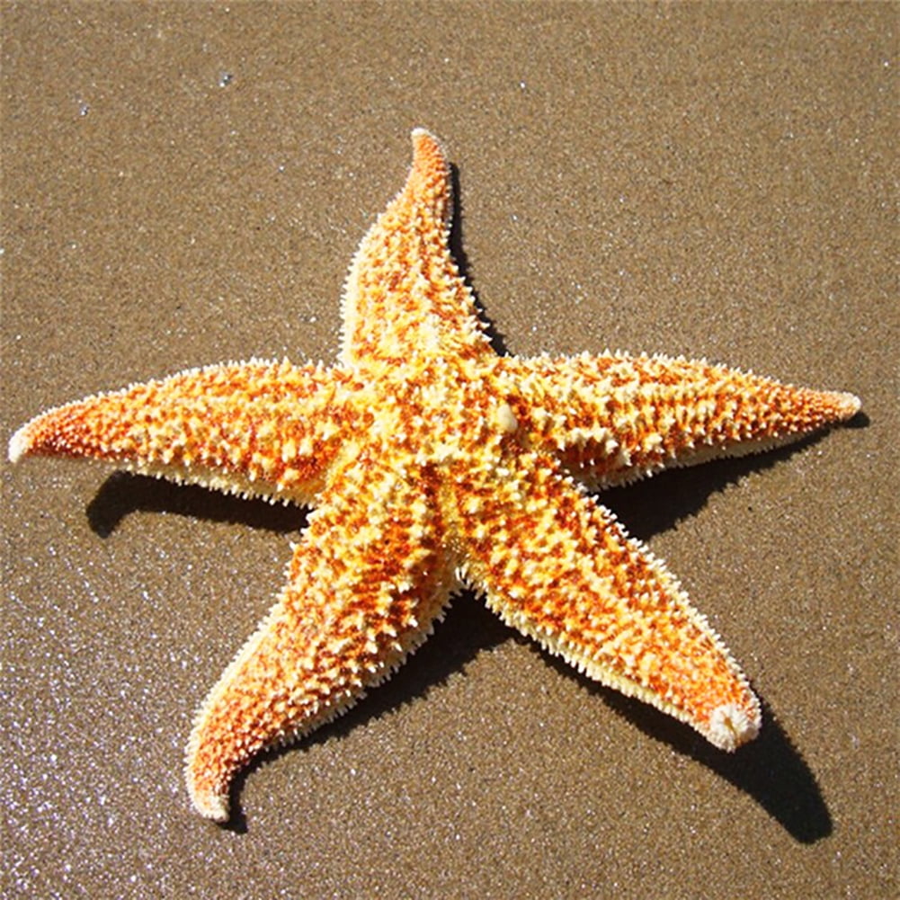 6 Large Real Orange Starfish 8-10cm Natural Craft Wedding Beach Sea Star 