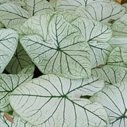 Caladium 'Allure' Plant Bulbs (3 Pack) - Colorful Foliage in Summer Shade Gardens