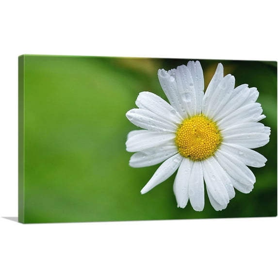 ARTCANVAS Daisy Flower Home decor Canvas Art Print - Size: 60" x 40" (1.50" Deep) (3-Piece)