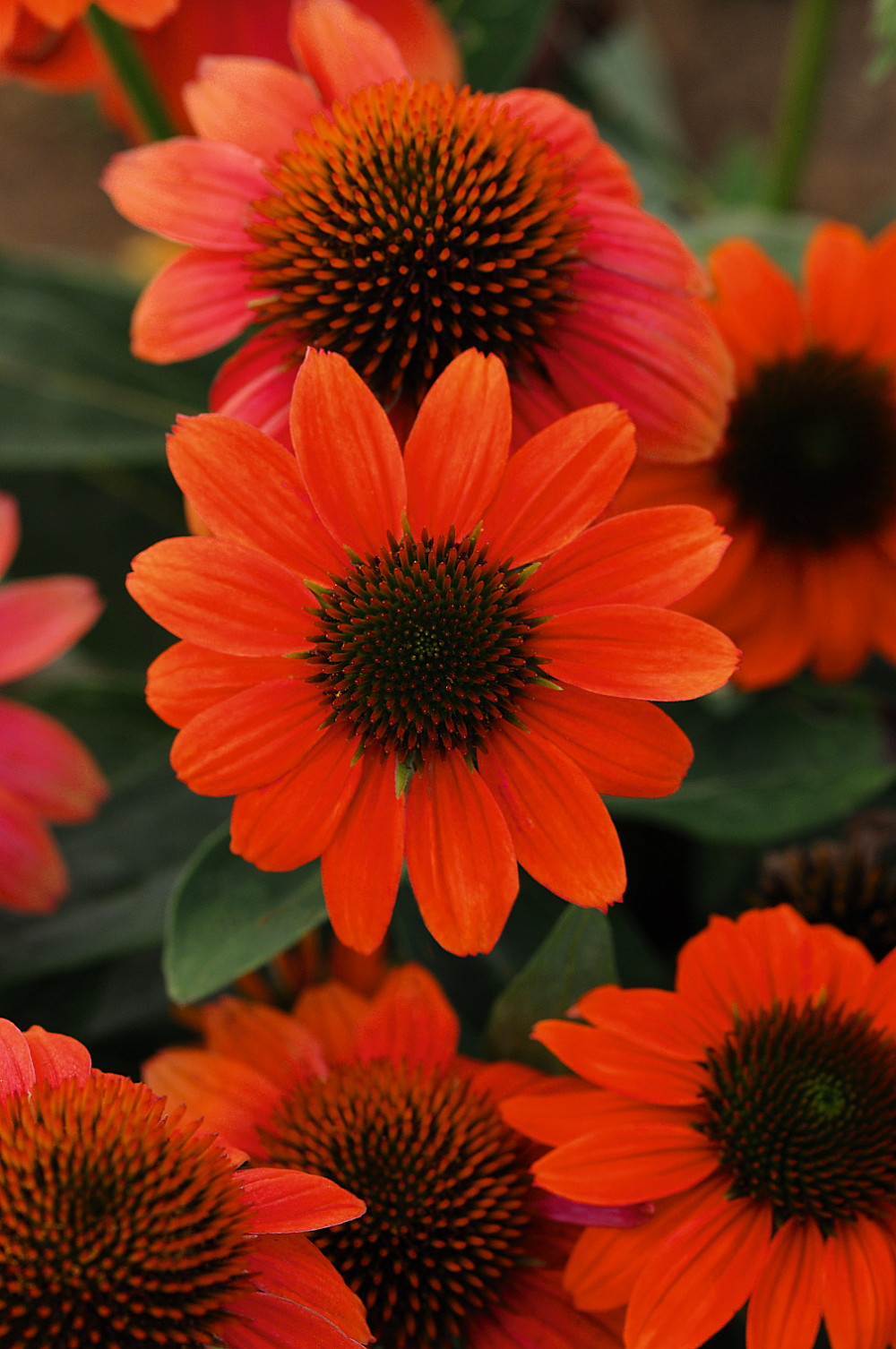 Hot Coral Sombrero® Coneflower Perennial Echinacea Gallon Pot