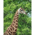 thumbnail image 3 of Underdahl, Dana 20x24 Black Modern Framed Museum Art Print Titled - Giraffe II, 3 of 5