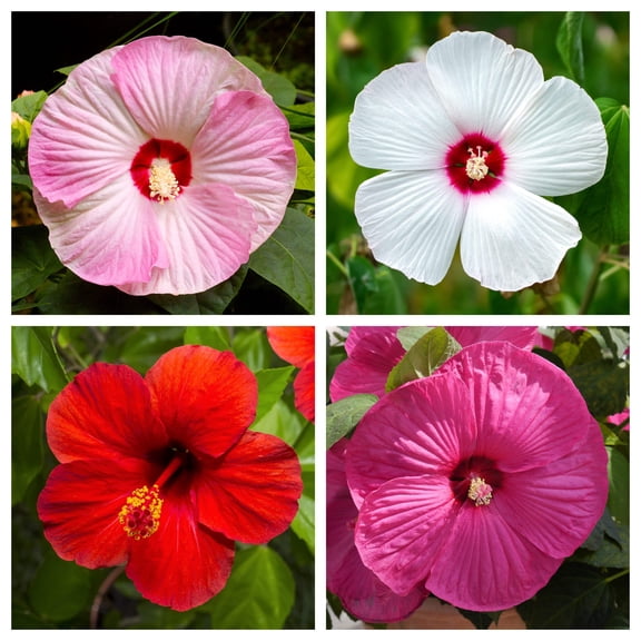 Seedville 25 Mixed Luna Hibiscus Flower Seeds