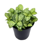 White Star Fittonia Albivenis Nerve Plant, 4 inch, Silver Net Leaf, Mosaic Jewel Creeping Indoor Plant Argyroneura