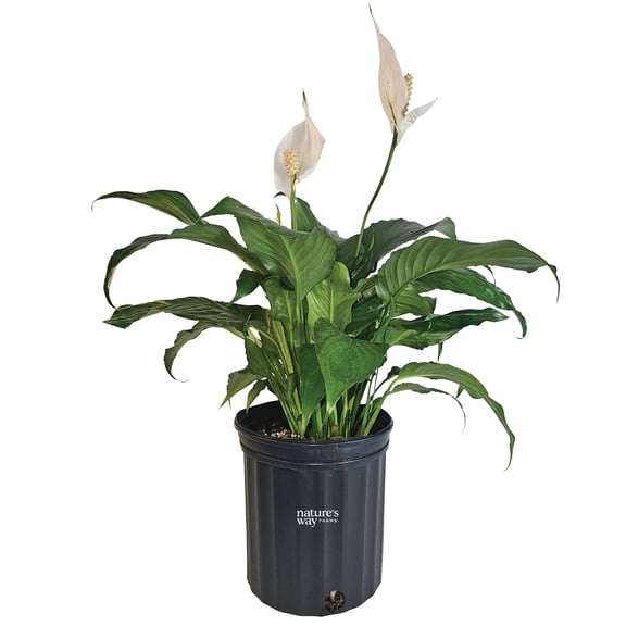 Nature's Way Farms Spathiphyllum Sweet Chico Indoor Live Houseplant (25-30 in. Tall) in Grower Pot