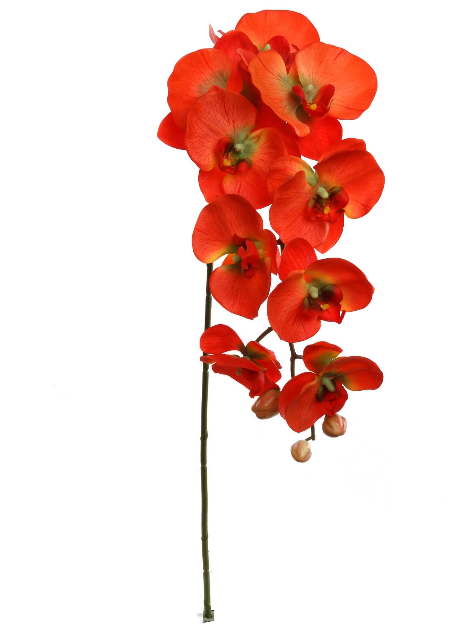 38 Phalaenopsis Orchid Spray Red Pack of 6