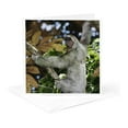 thumbnail image 5 of 3drose, Brown-throated Three-toed Sloth, Wildlife - Na02 Rnu0814 - Rolf Nussbaumer, 12 Greeting Cards with Envelopes, 5 of 7