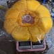 thumbnail image 3 of Xihbxyly Collar de Recuperación para Mascotas Sunflower, Diseño de Tela Cómoda, Protección Contra Arañazos y Mordeduras, Recomendado Por Veterinarios, Amarillo, Tallas Xs-L, 3 of 3