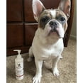 thumbnail image 5 of Warren London Hydrating Butter Leave in Conditioner for Dogs | Aloe Vera Dog Lotion for Dry Skin & Coat | Guava & Mango 8oz, 5 of 7