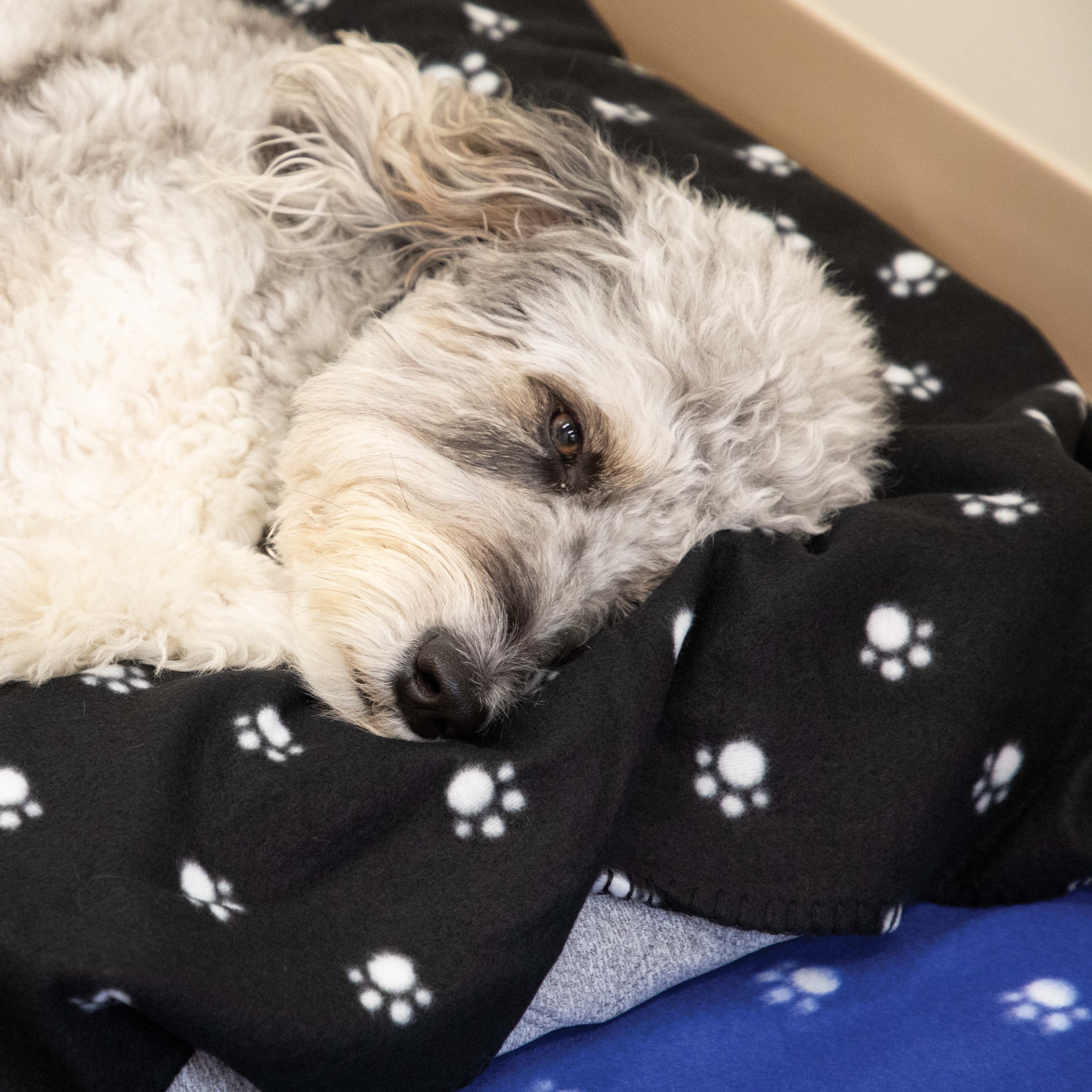 Dog blankets in clearance bulk
