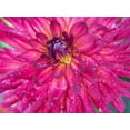 thumbnail image 2 of Gulin, Sylvia 18x15 Black Ornate Wood Framed with Double Matting Museum Art Print Titled - Oregon-Canby-Swam Island Dahlias-Dahlia flower close-ups, 2 of 4