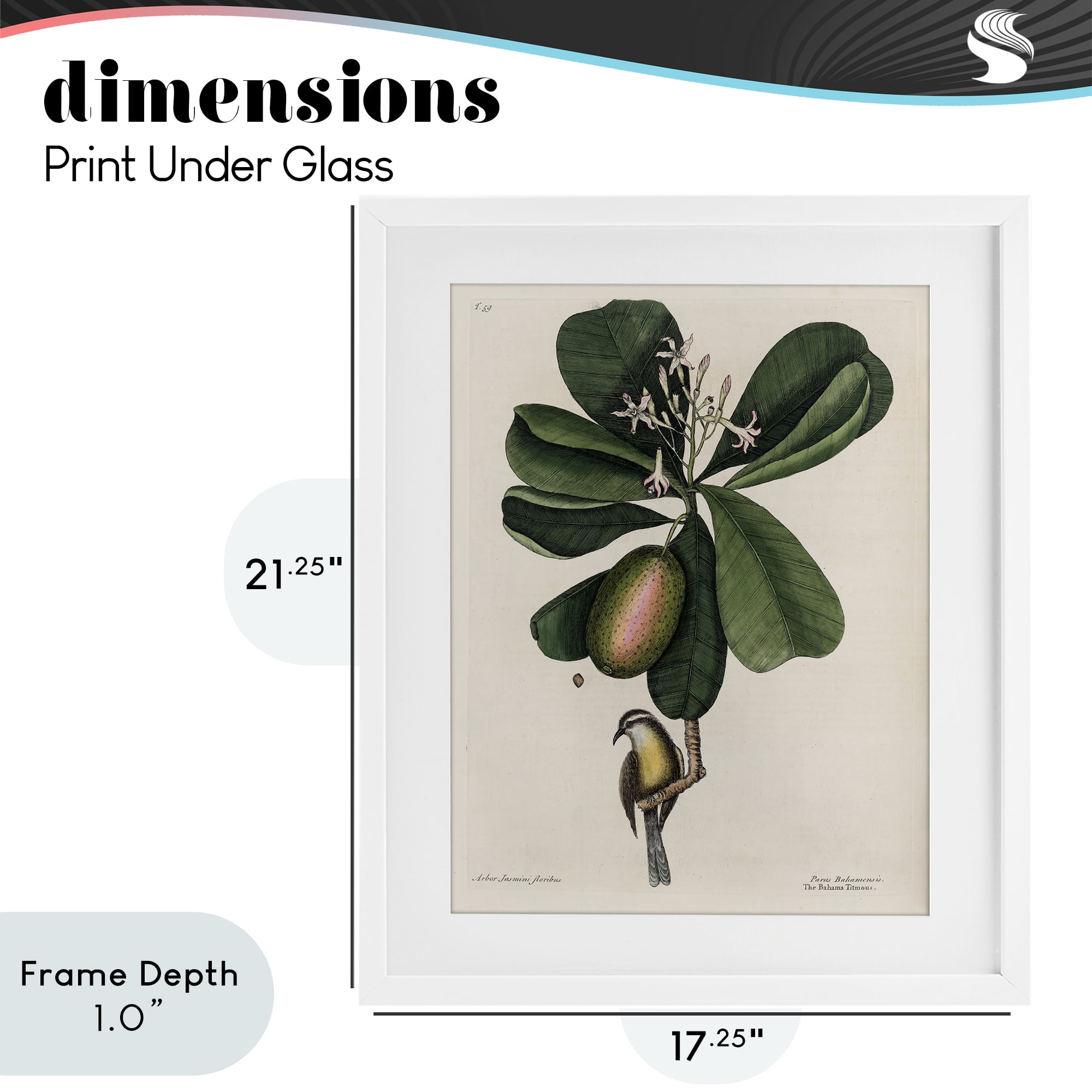 Stupell Industries Catesby Flora & Fauna White Framed Print Under Glass, design by Print Collection