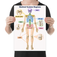 Skeletal System Regions Guide - Science Classroom - 13x19 Poster Print ...