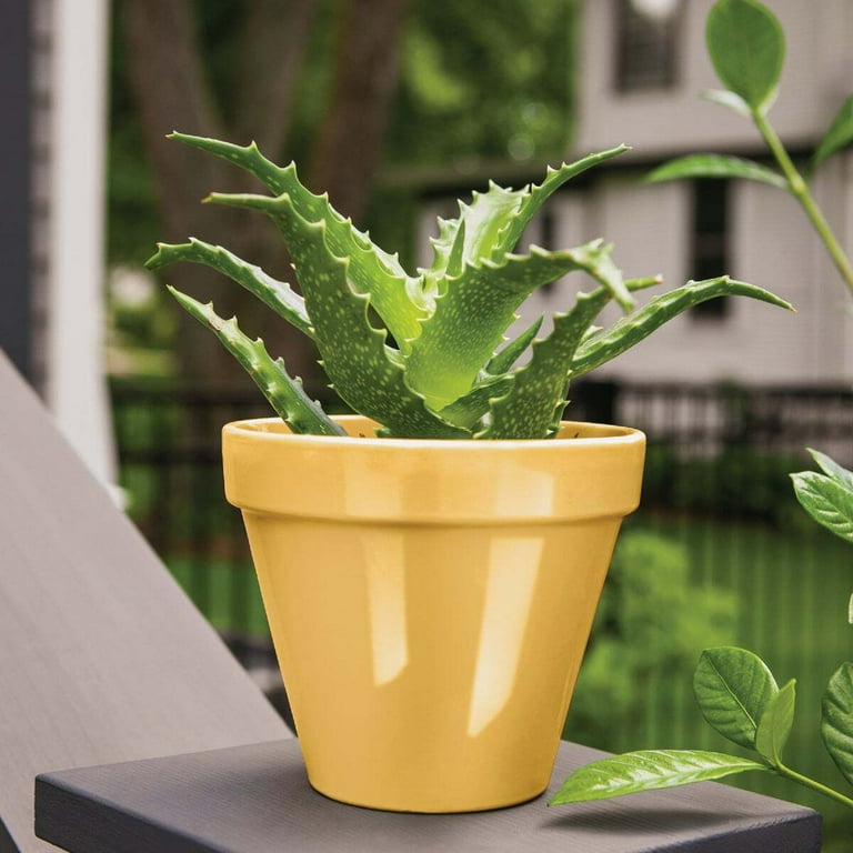 aloe vera pflanze wasserbedarf Aloe Vera „Alfonso“ – Aloe-Vera-Pflanze in Gärtnerqualität kaufen main image 0