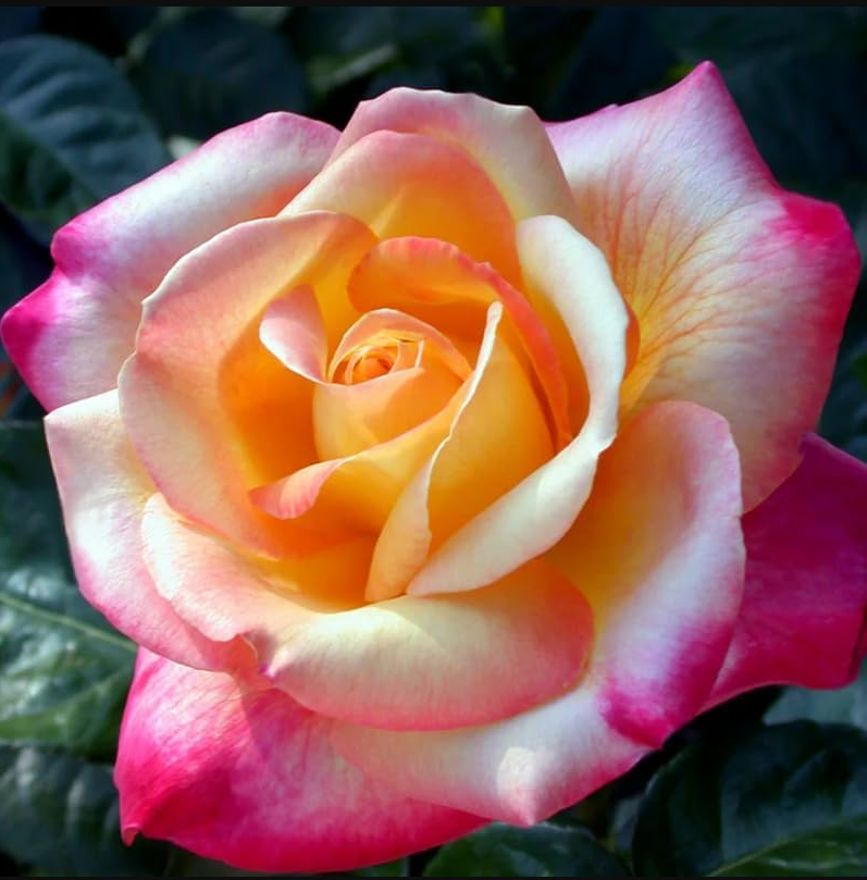 Love Peace Rose Plant Live, Fragrant Hybrid Tea Rose Flowers Well Rooted Plant for Planting Indoor Outdoor, 4 to 8 Inch Tall, Ship No Pot