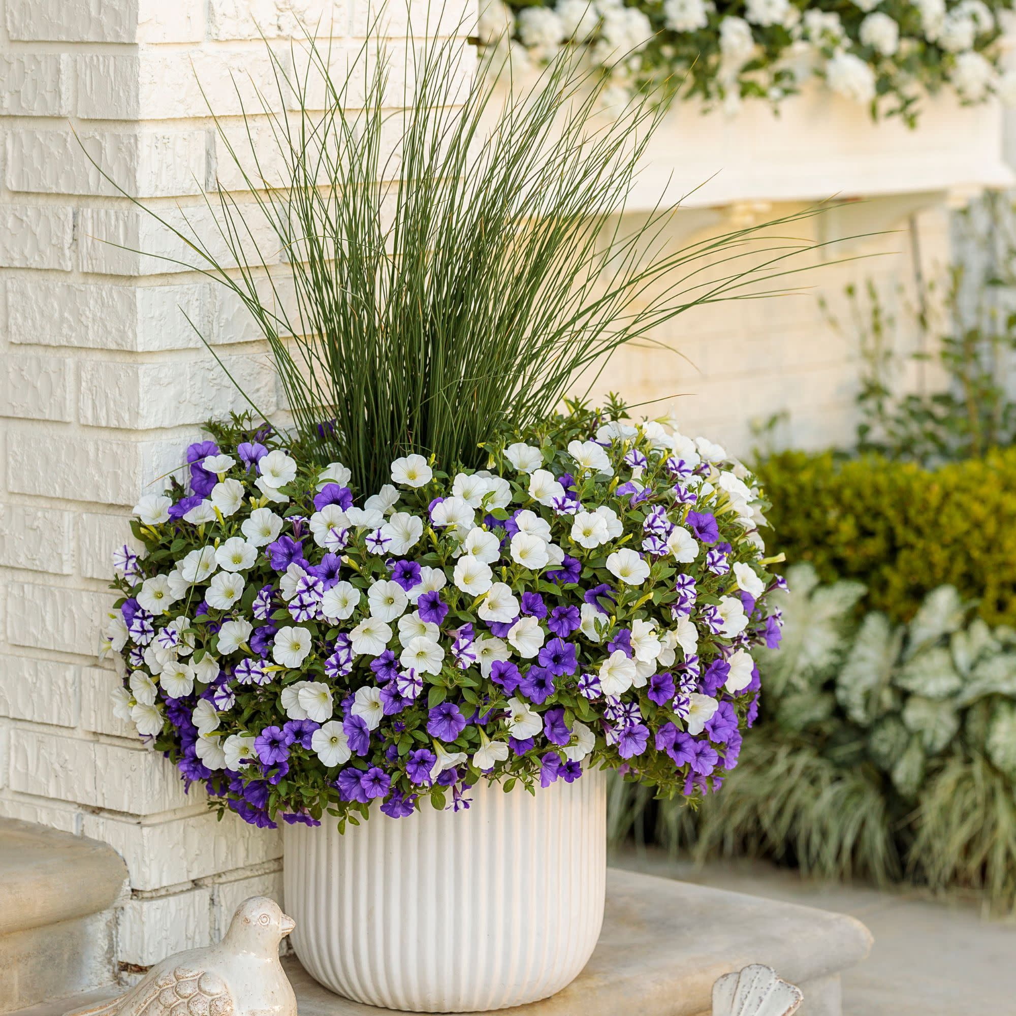 Proven Winners 4" Blue Supertunia Mini Vista Indigo Petunia Live Plant in 4.25" Pot (4 Count)