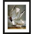 thumbnail image 2 of Audubon Gull, Animals Framed Art Print Wall Art by John James Audubon Sold by Art.Com, 2 of 6