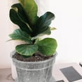 thumbnail image 3 of STOBOK 1Set White Plastic Orchid Pot with Ventilation Holes for Home Gardening and Root Growth, 3 of 7