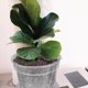 thumbnail image 5 of unbranded 1Jgo Maceta Transparente Para De Plástico Con Transpirable Para Plantas En Casa, 5 of 5