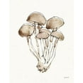 thumbnail image 2 of Tavoletti, Anne 26x32 White Modern Wood Framed Museum Art Print Titled - Fresh Farmhouse Mushrooms I, 2 of 4