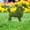 F, variant on Resin Flocked Dog Garden Statue, Funny Peeing Puppy Topiary Ornament, Weatherproof Green Moss-Like Yard Decor, For Lawn, Patio & Gag Gifts