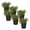 Lavender, variant on Live Aromatic and Healthy Herb - Eucalyptus (6 Per Pack) - Natural Air Purifier - 8" Tall by 3" Wide in 1 Pint Pot