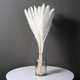 thumbnail image 2 of De Flores De Caña Secas Naturales Blancas, Hierba De Pampa, Fragmitas, Ramo De Flores Secas, Decoración Moderna Para El Hogar, Fiesta De Boda 15 Uds. sonducket HA042262-01, 2 of 6