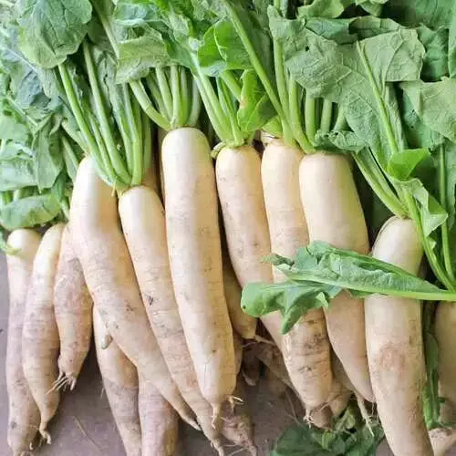 500 Japanese Minowase Radish Seeds - Non-GMO Heirloom Radish - Diakon Seeds
