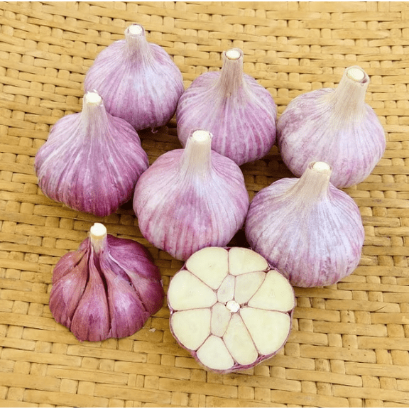 6 Bulbs Purple Stripe Garlic for Planting, Heirloom Garlic Bulbs for Planting Home Vegetable Garden