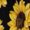 BDQ-2850, variant on Wild Yellow Sunflowers on Black Background Sleeveless Dress Loose Women's Dress Dresses Luxury Evening Dresses