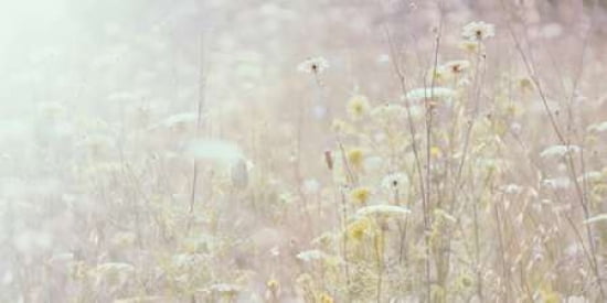 Summer Meadow Canva